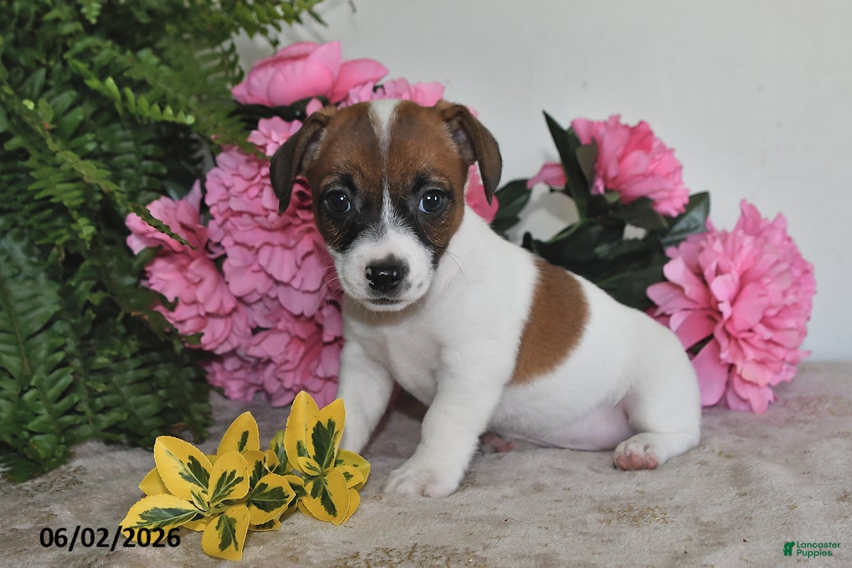 Jack Russell Terrier dogs for sale: Daisy - Ad 3