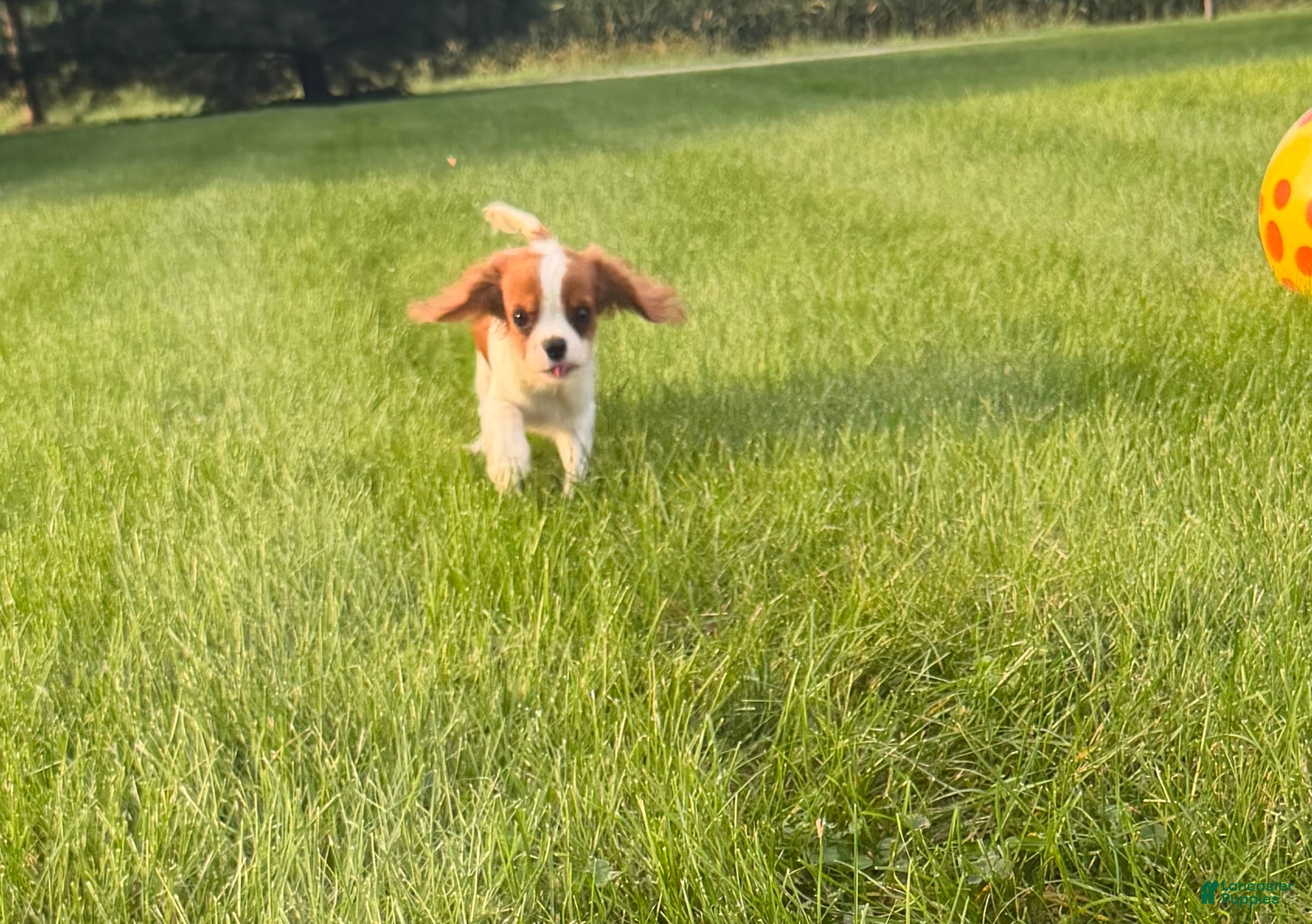 Cavalier King Charles Spaniel dogs Liam Cavalier King Charles Spaniel Puppy  - Ad 1