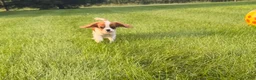 Cavalier King Charles Spaniel dogs for sale: Liam Cavalier King Charles Spaniel Puppy  - Ad 1