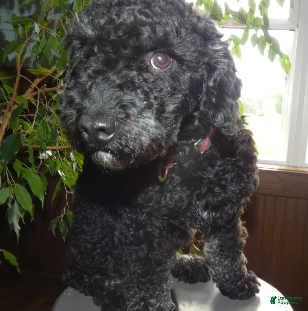 Mini Bernedoodle dogs for sale: Mini Bernedoodle 1 Cody - Ad 2