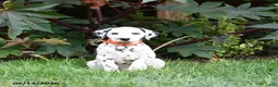 Dalmatian dogs for sale: Lorence - Ad 3
