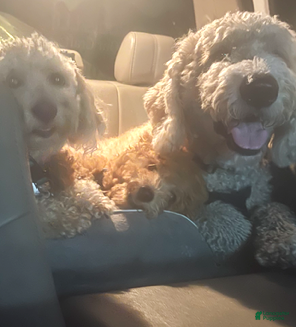 Coco (she's in themiddle in photo)