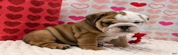 English Bulldog dogs for sale: Tammy - Ad 2