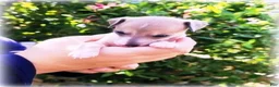 Italian Greyhound dogs for sale: Zinnia - Ad 3