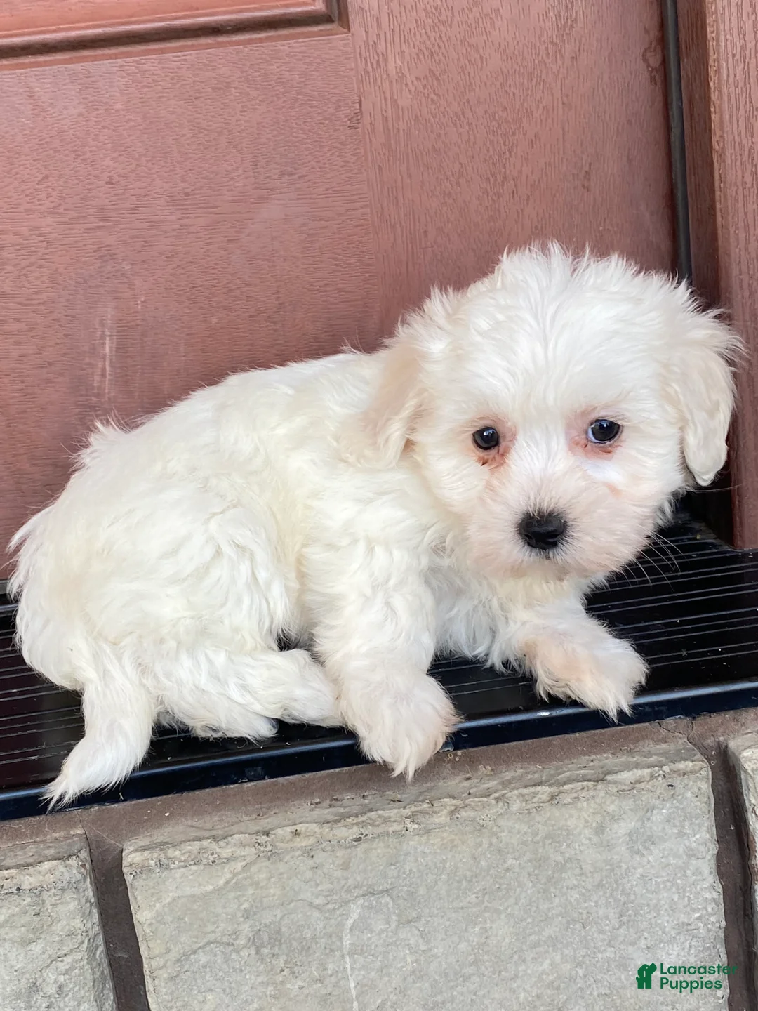 Coton De Tulear dogs for sale: Chloe  - Ad 3
