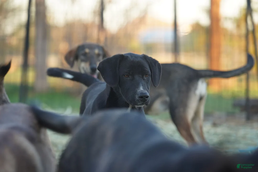 Mixed Breed dogs for sale: Squeeky Tiscar Farm Dog - Ad 11