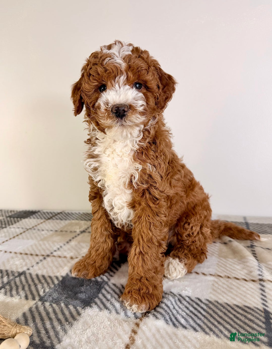 Goldendoodle dogs for sale: Scottie - Ad 5