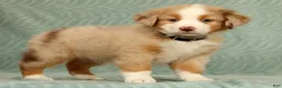 Australian Shepherd dogs for sale: Lainey - Ad 1