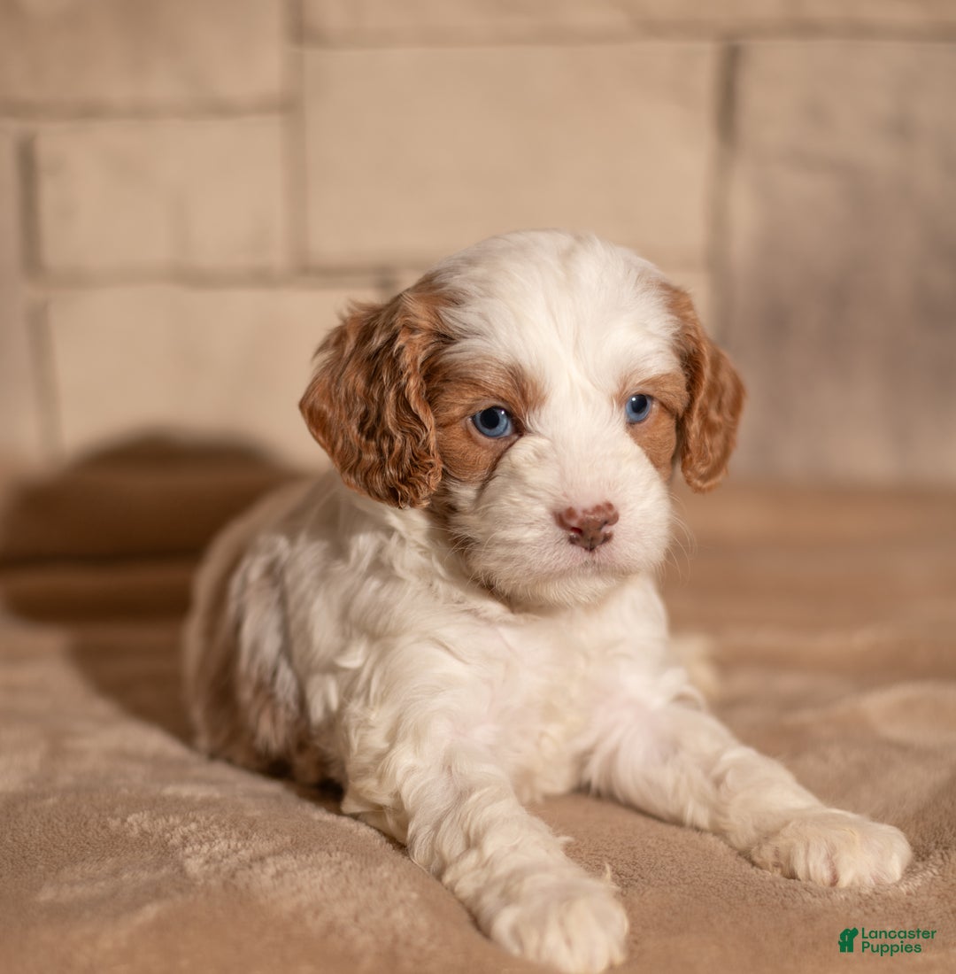 Cavapoo dogs for sale: Theo - Ad 4