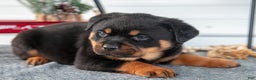 Rottweiler dogs for sale: Hector - Ad 3