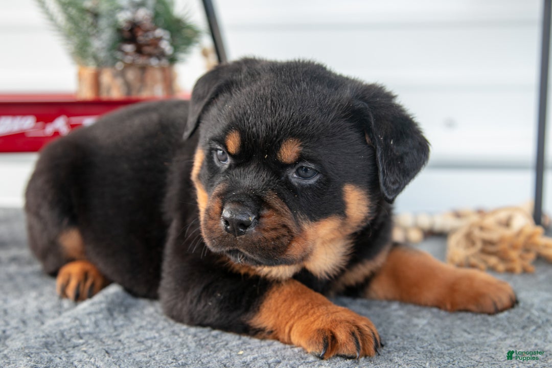 Rottweiler dogs for sale: Hector - Ad 3
