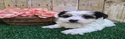 Biewer Terrier dogs for sale: Chanel Female Biewer Terrier - Ad 3