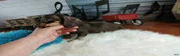 Miniature Dachshund dogs for sale: Suzies Chocolate boy. Hand Delivery  - Ad 5