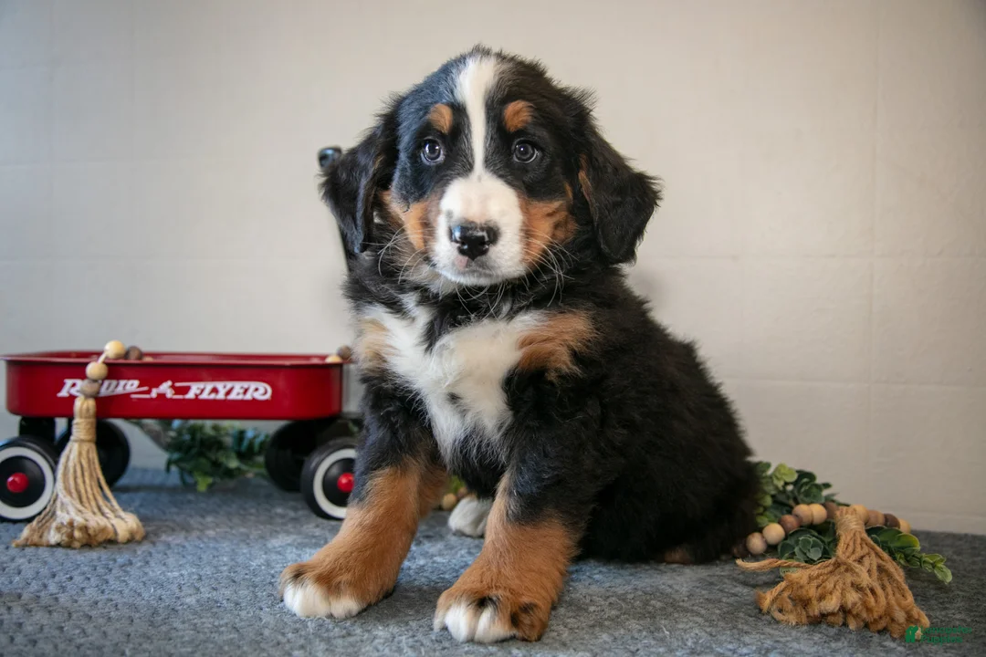 Bernese Mountain Dog dogs for sale: Simon - Ad 1