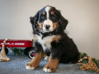 Bernese Mountain Dog dogs Simon - Ad 2
