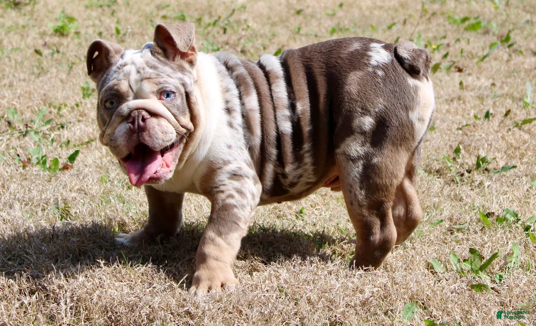 English Bulldog dogs for sale: Marble - Ad 3