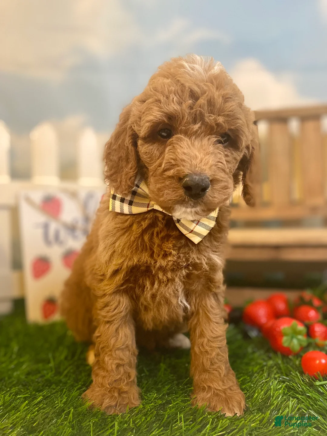 Mini Goldendoodle dogs for sale: Huckleberry - Ad 2