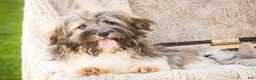 Havanese dogs for sale: Biscotti - Ad 7