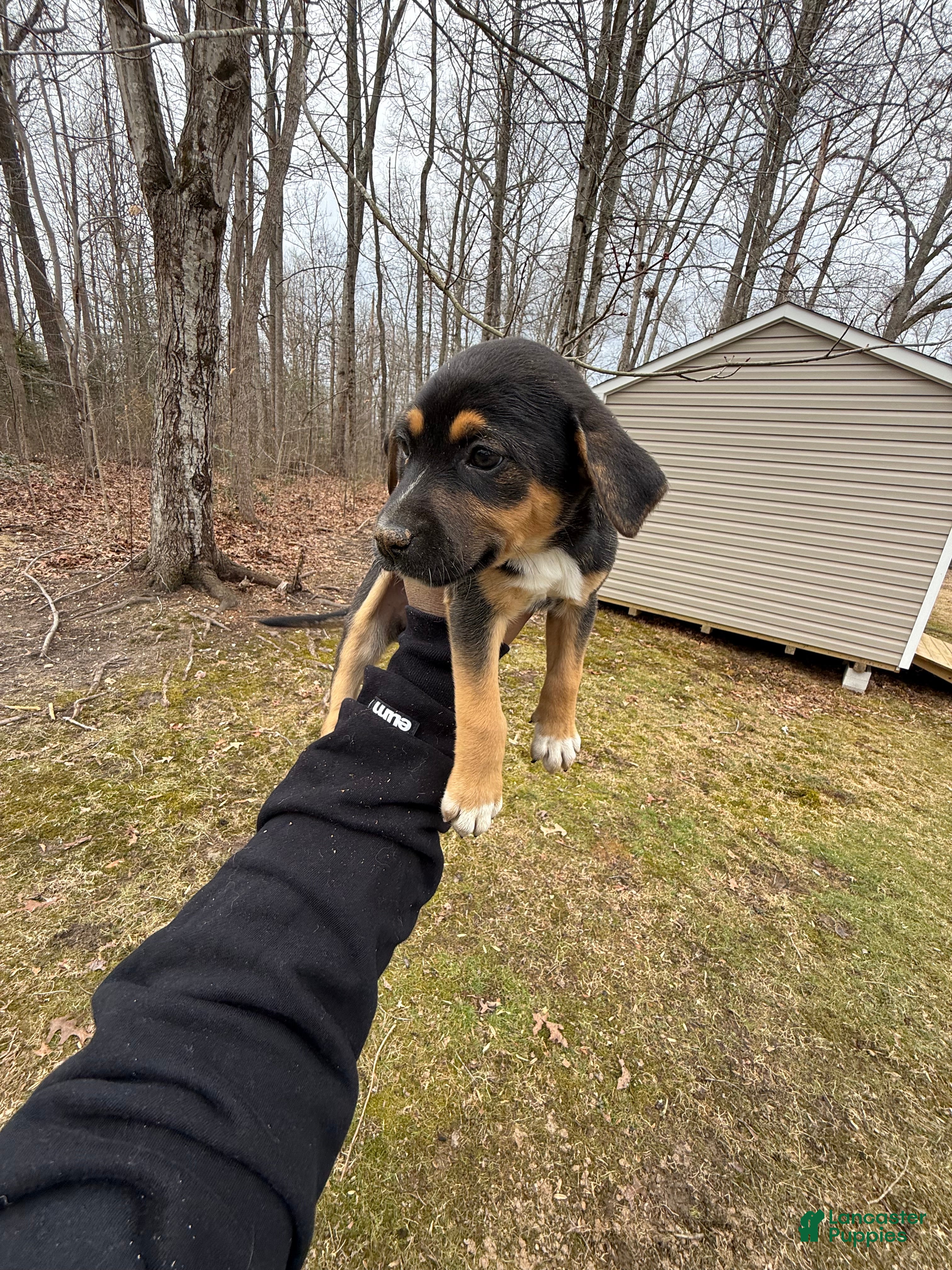 American Pit Bull Terrier dogs American Pit Bull Terrier Puppy 5 - Ad 2