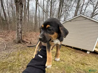 American Pit Bull Terrier dogs American Pit Bull Terrier Puppy 5 - Ad 2