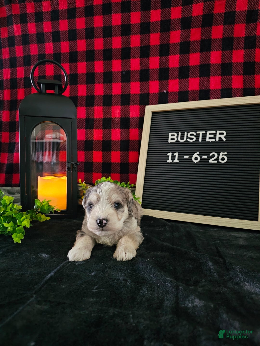 Miniature Schnauzer dogs for sale: Buster - Ad 2