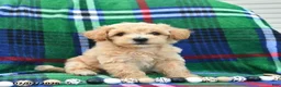 Bichpoo dogs for sale: Happy   - Ad 4