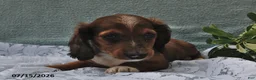 Miniature Dachshund dogs for sale: Dixton - Ad 2