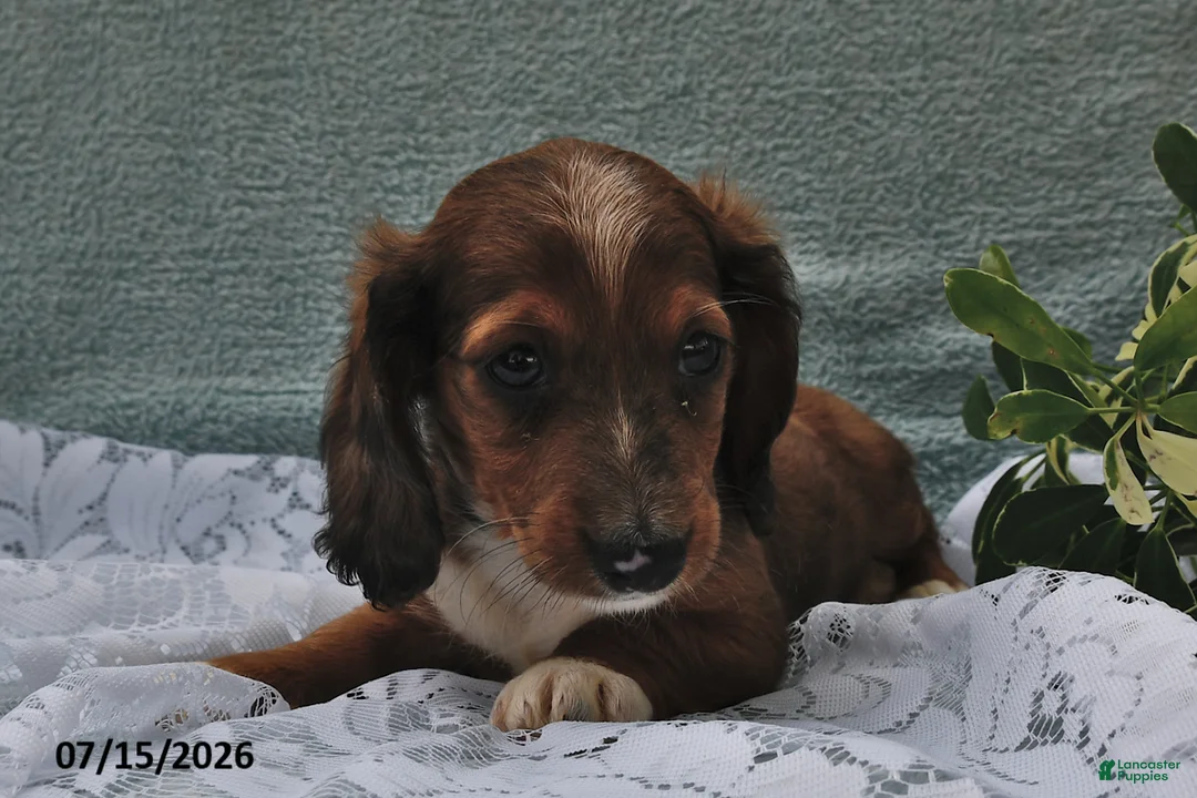 Miniature Dachshund dogs for sale: Dixton - Ad 2