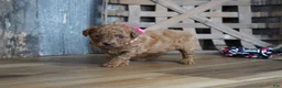 Cavapoo dogs for sale: Amelia - Ad 5