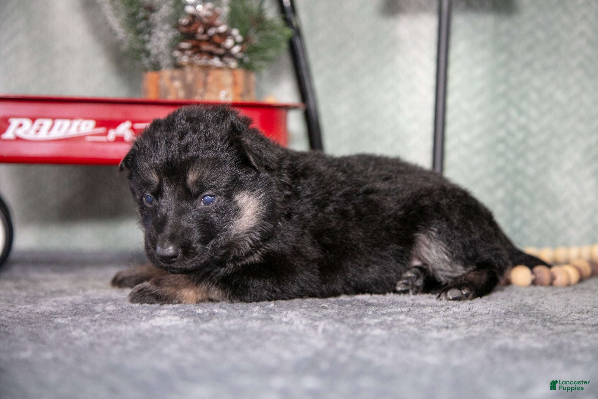 German Shepherd dogs Lola - Ad 10