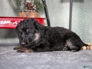 German Shepherd dogs Lola - Ad 10