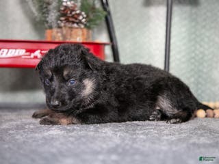 German Shepherd dogs Lola - Ad 42