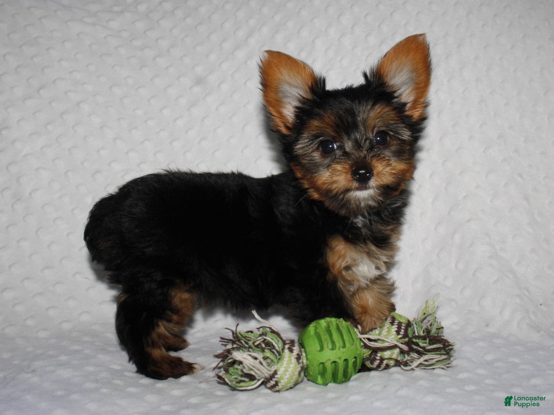 Yorkshire Terrier dogs for sale: JIMMY - Ad 3