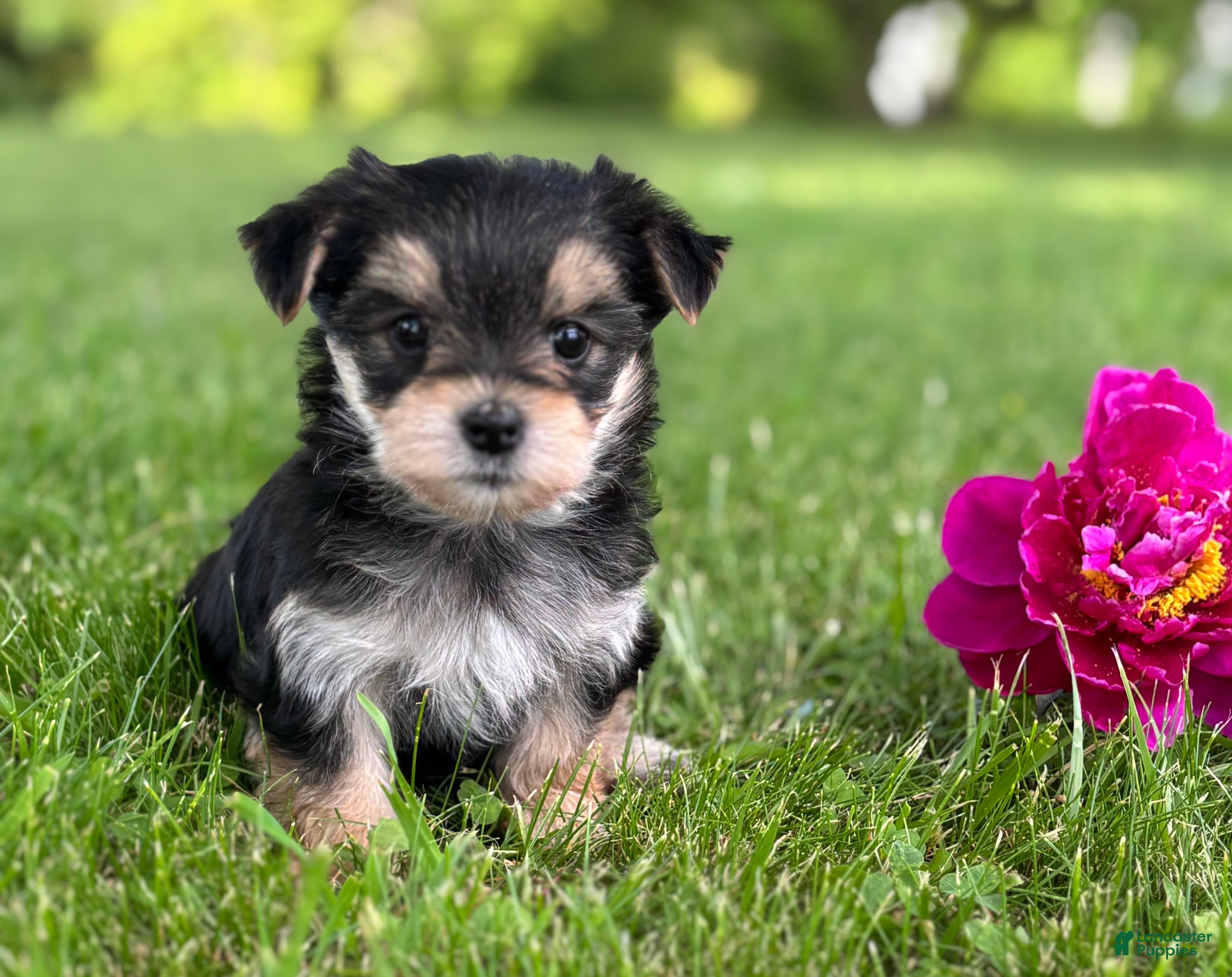 Morkie dogs Baby Doll  - Ad 1