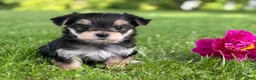 Morkie dogs for sale: Baby Doll  - Ad 1