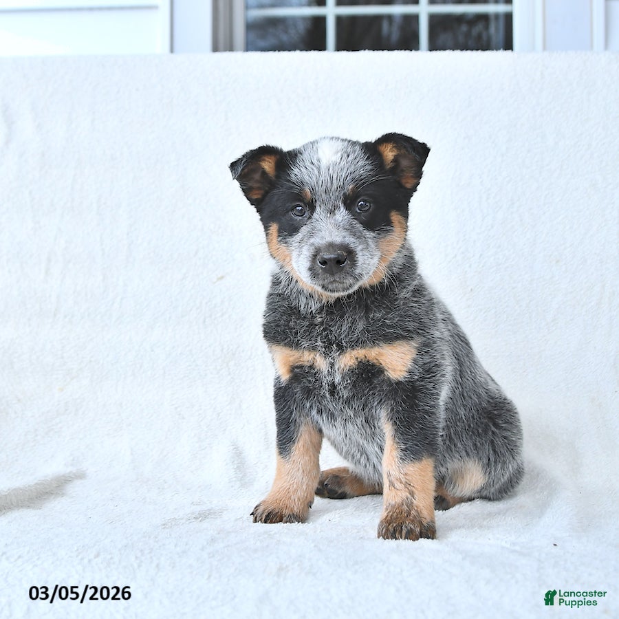Australian Cattle Dog dogs Diamond - Ad 2