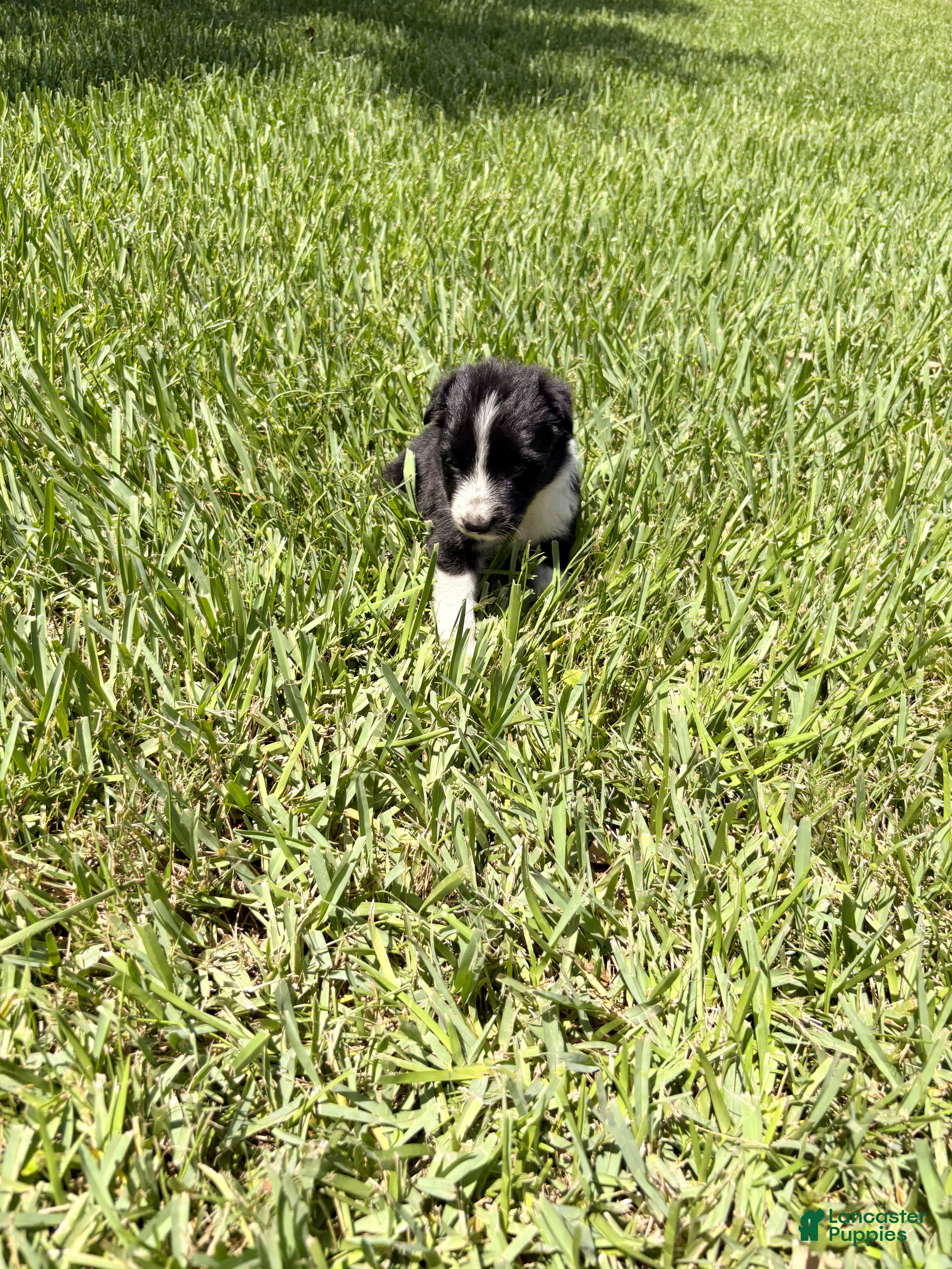 Mixed Breed dogs Savannah - Ad 15