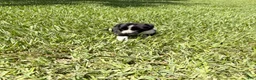 Mixed Breed dogs for sale: Savannah - Ad 1