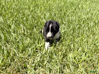 Mixed Breed dogs Savannah - Ad 24