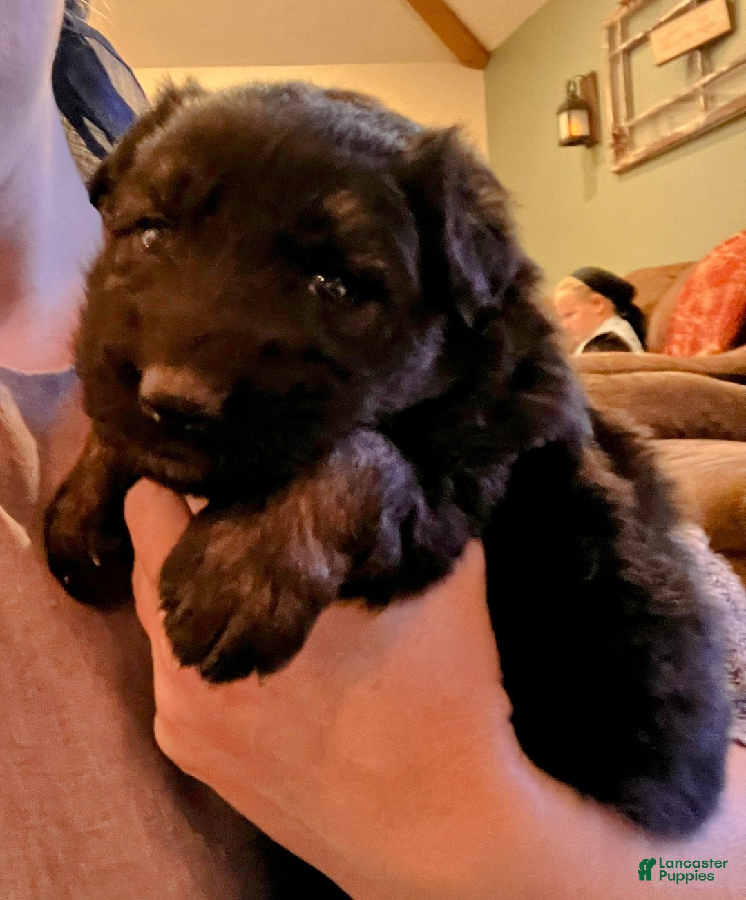 German Shepherd dogs for sale: ♥️SWEET ZARA♥️ - Ad 2