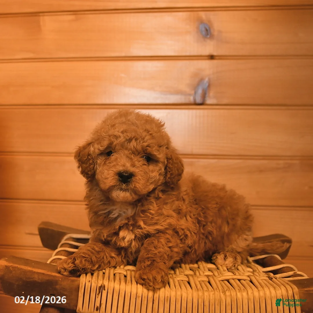 Mini Goldendoodle dogs for sale: Misty  - Ad 3
