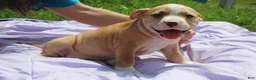 American Bully dogs for sale: Rocko - Ad 1