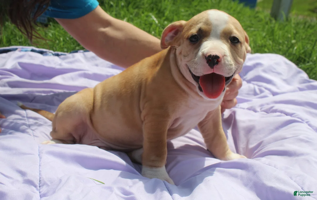 American Bully dogs for sale: Rocko - Ad 1