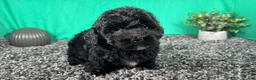 Miniature Poodle dogs for sale: Miniature Poodle 3 - Ad 3