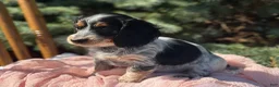 Miniature Dachshund dogs for sale: Hattie - Ad 16