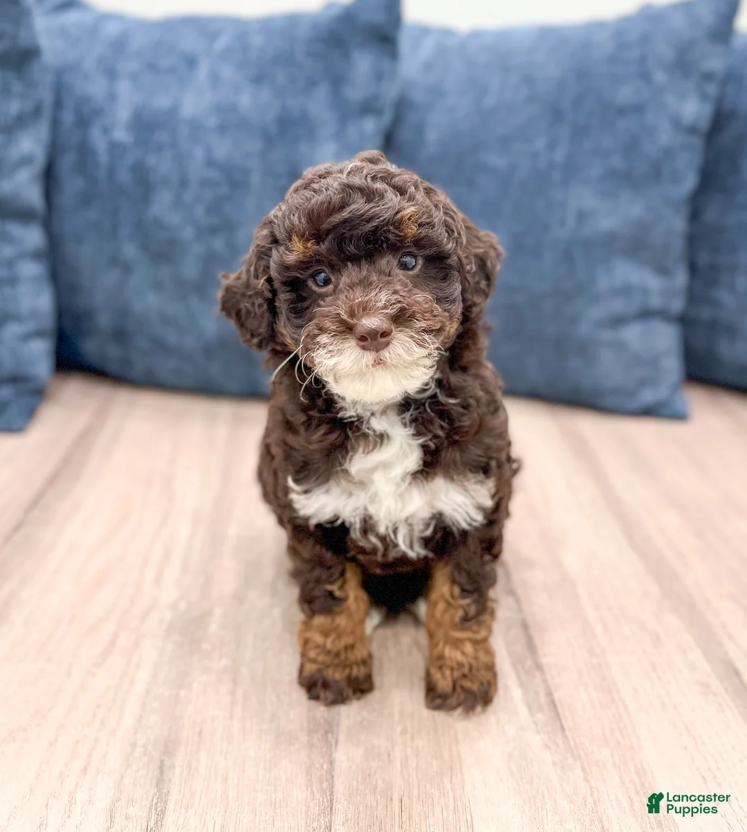 Mini Goldendoodle dogs for sale: Kip - Ad 1