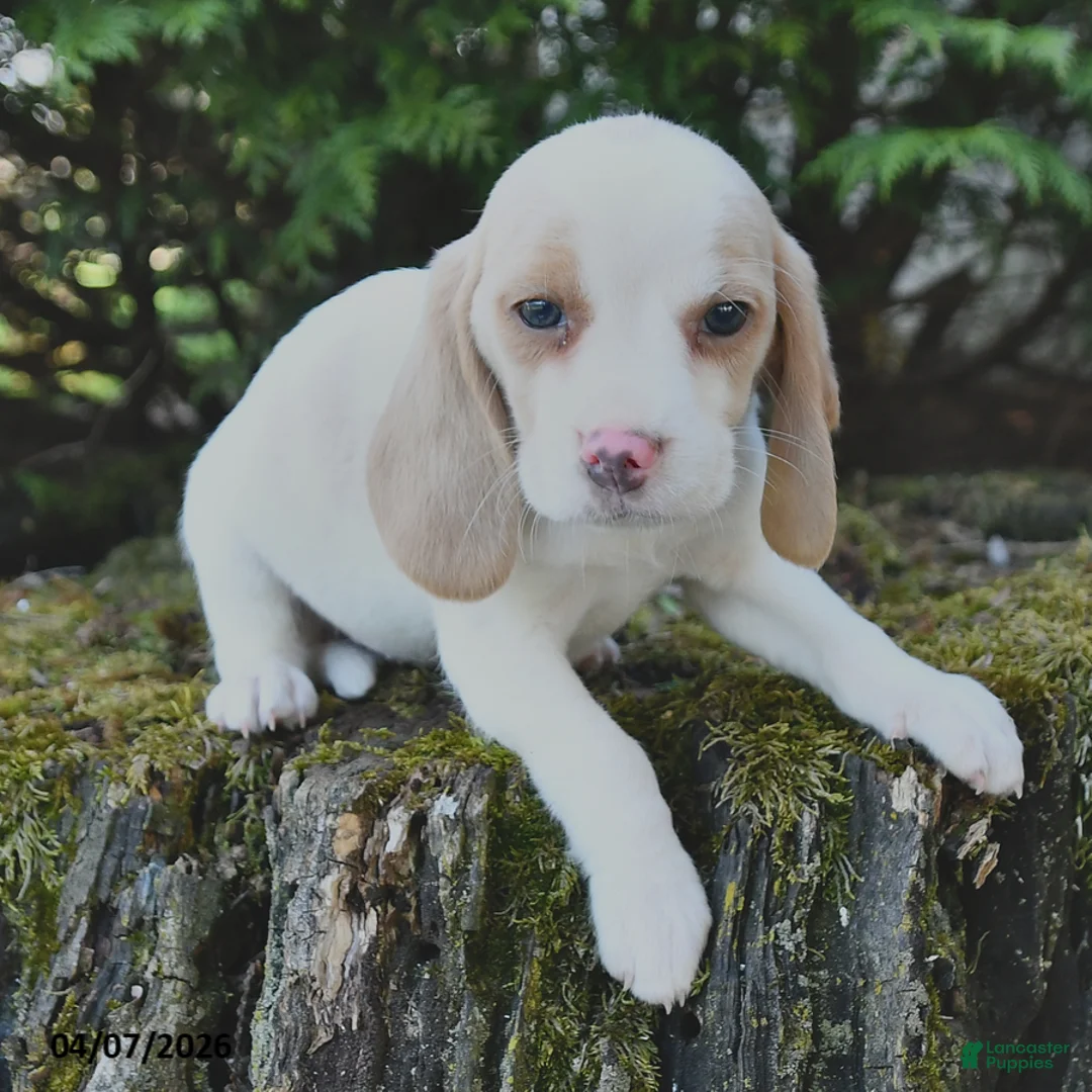 Beagle dogs for sale: Willow - Ad 3