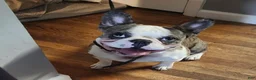 French Bulldog dogs for sale: French Bulldog 2 - Ad 3