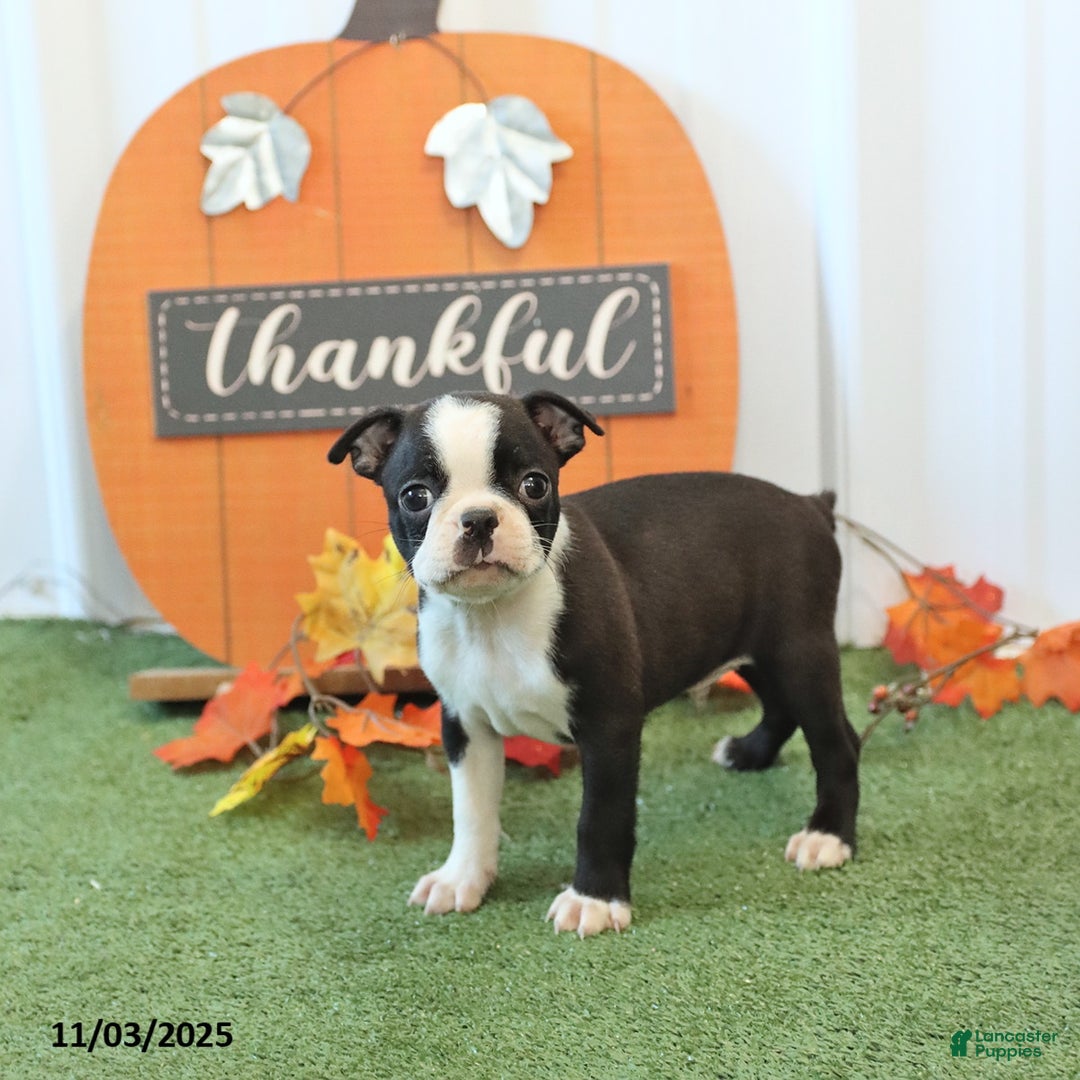 Boston Terrier dogs for sale: Yipper - Ad 1