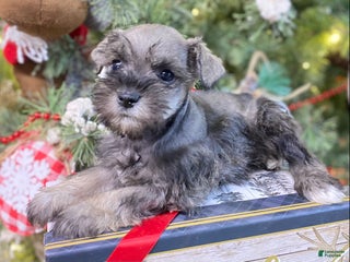 Miniature Schnauzer dogs Miniature Schnauzer Puppy 2 - Ad 12